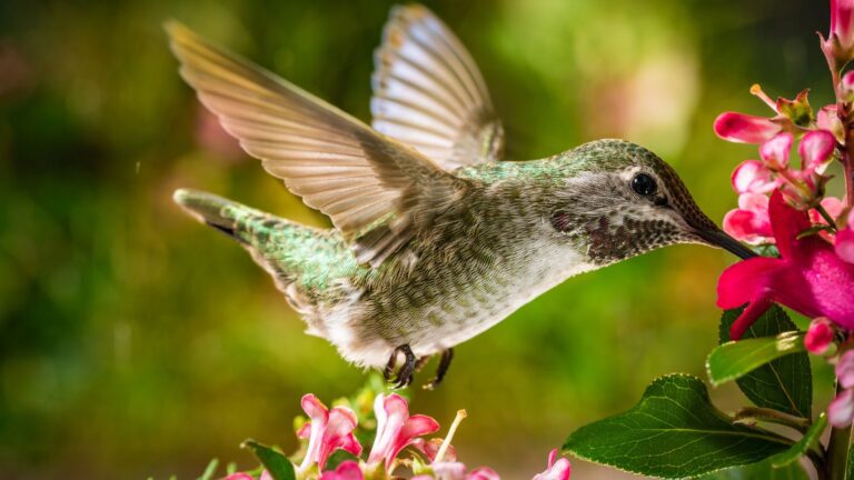 These Flowers Will Fill Your Garden With Hummingbirds