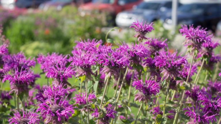 14 Plants That Help Bring Monarch Butterflies to Your Yard