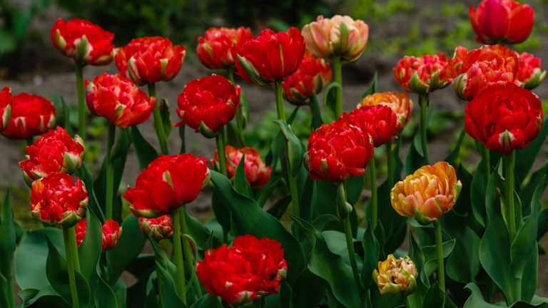 12 Gorgeous Flowers That Signal the Start of Spring