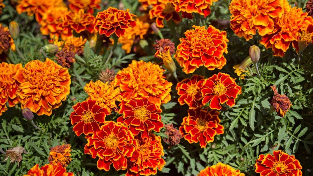 marigolds