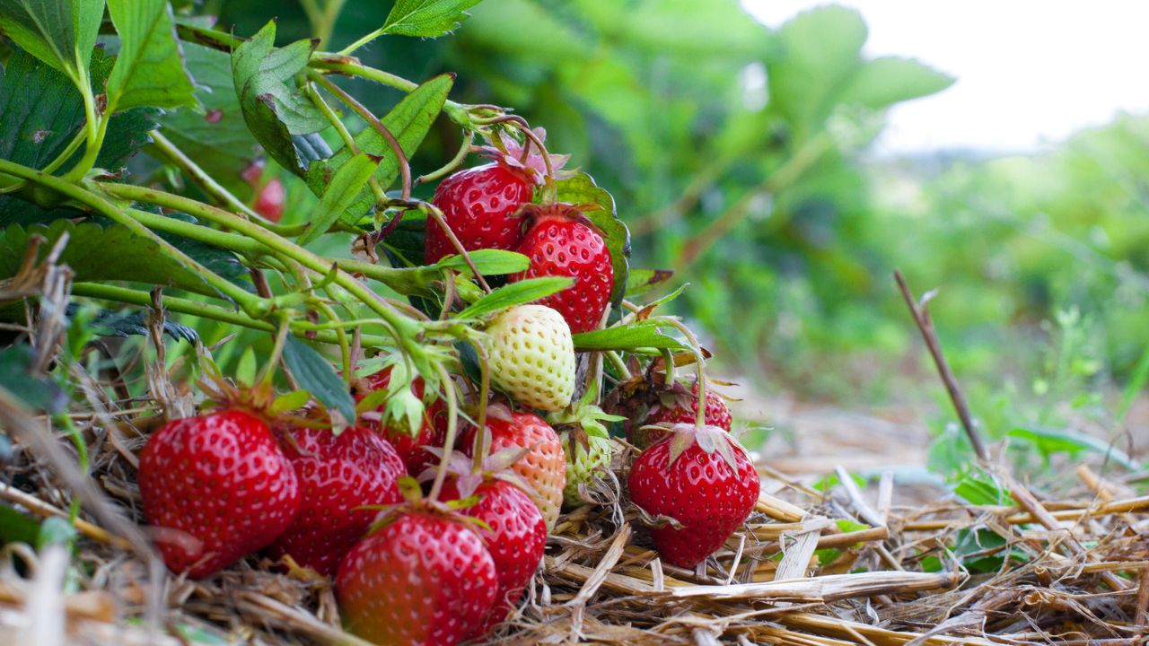 The Dirtiest Fruits and Vegetables You&rsquo;re Probably Eating