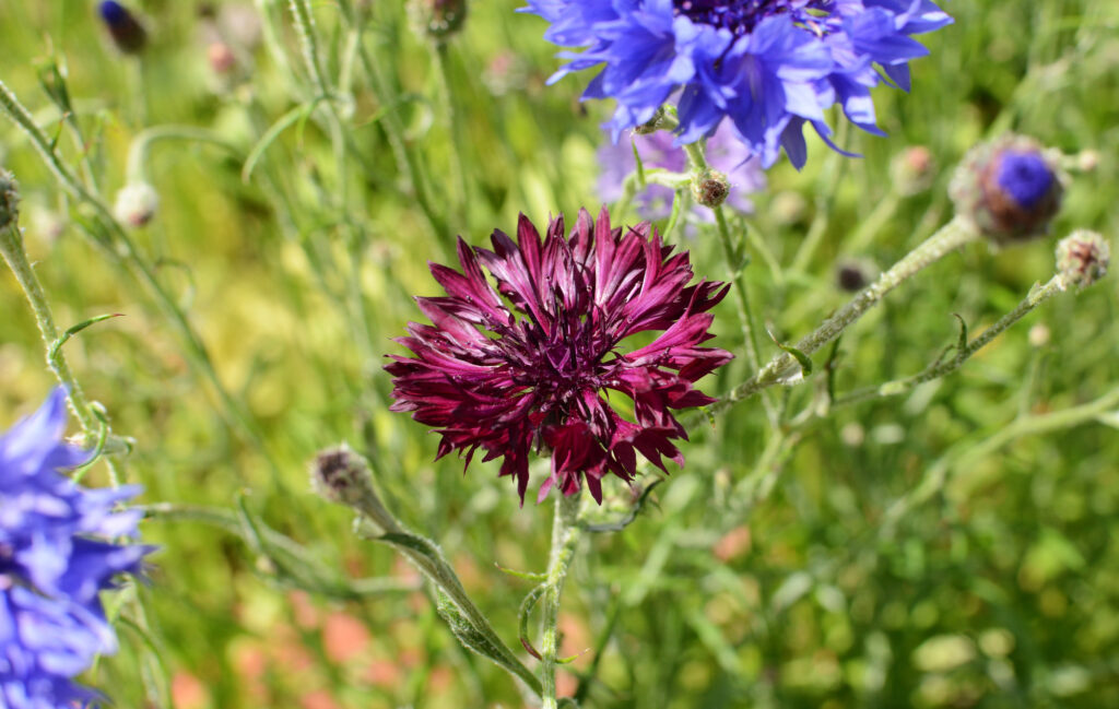 purple cornflower plant