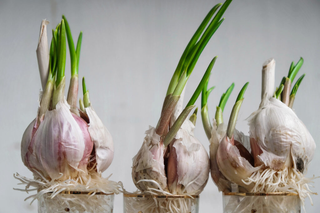 sprouted garlic