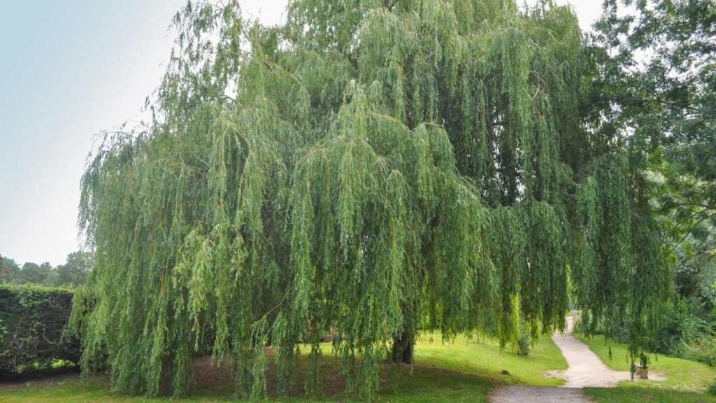 weeping willow