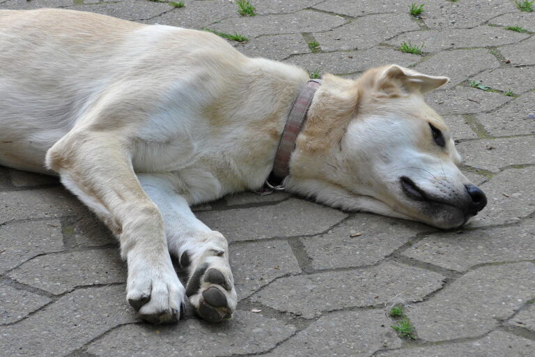 Dog relaxing on a hot summer day