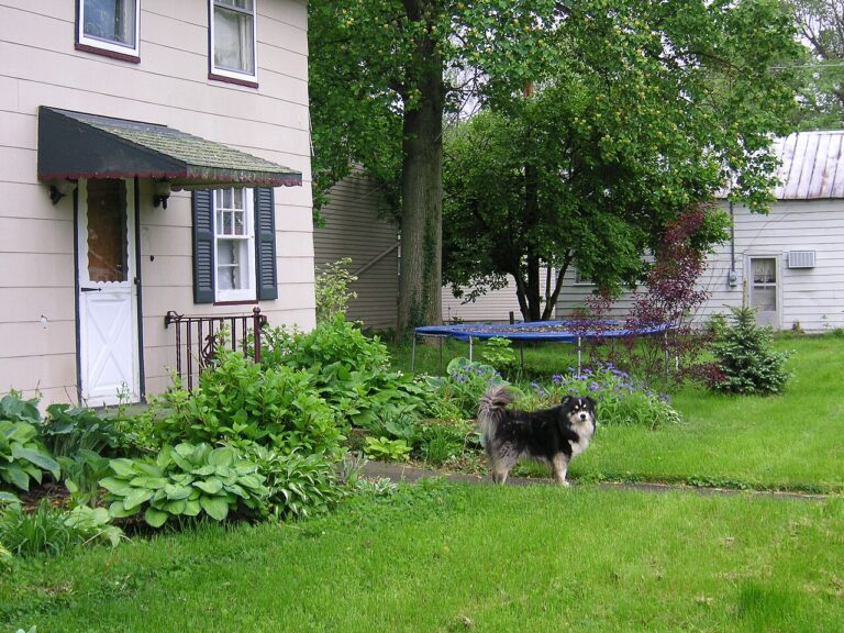 dog in yard
