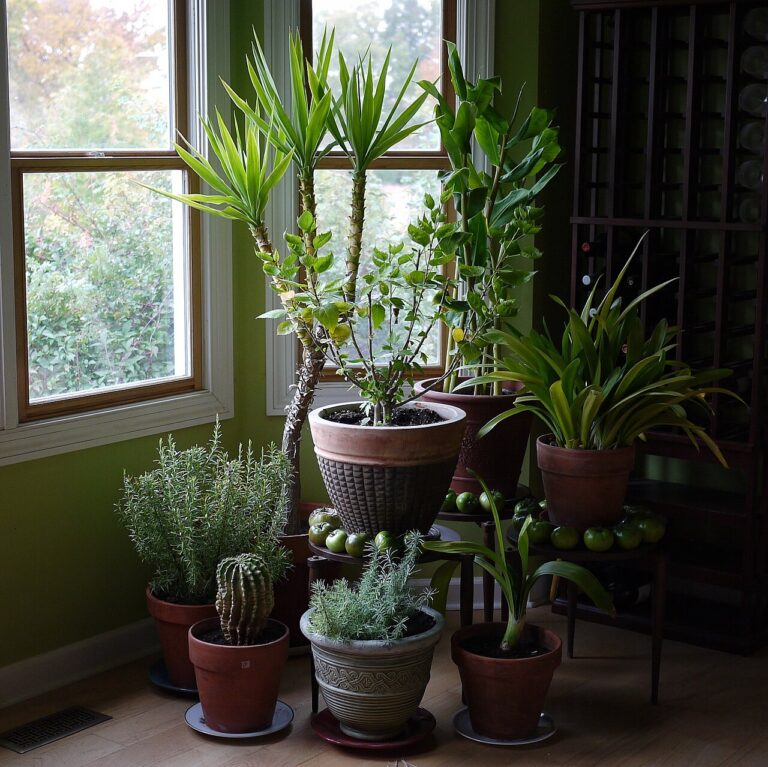 houseplants