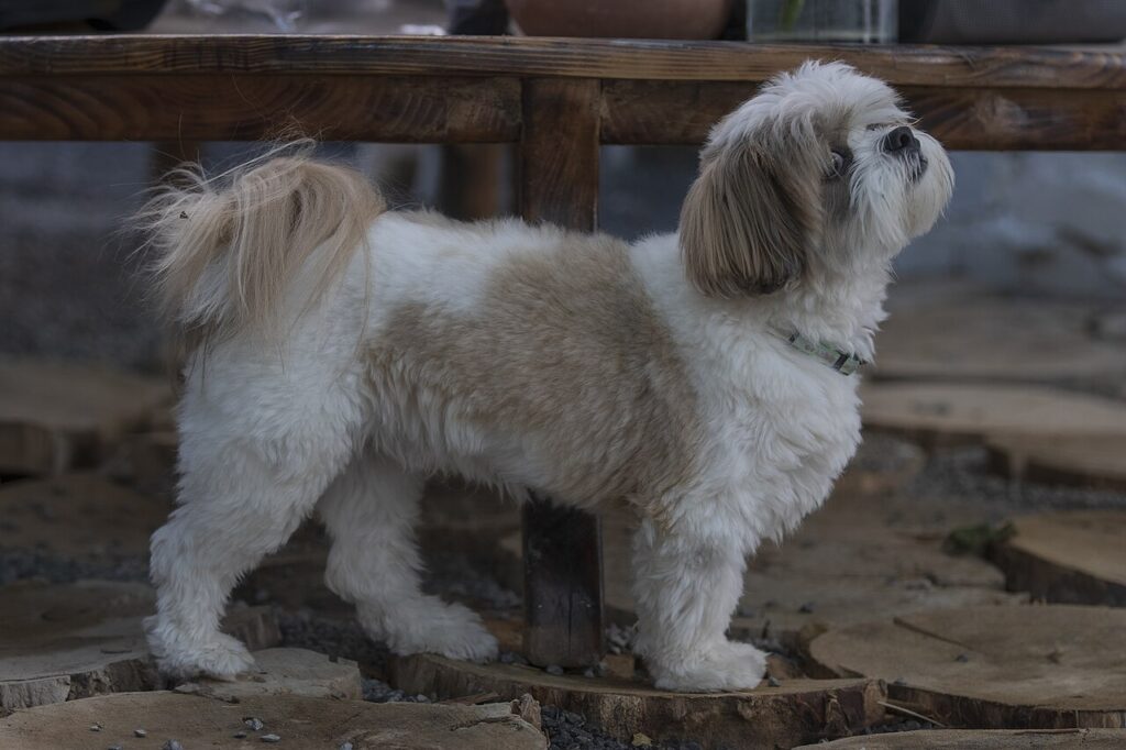 Shih Tzu Dog In