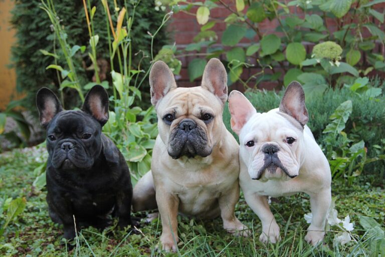 French bulldog puppy