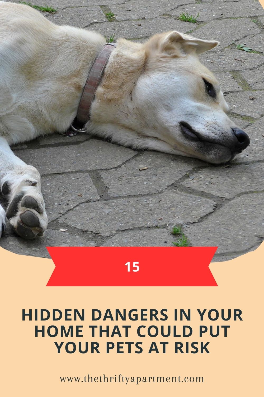 Pet Risks Wallpaper 15 Hidden Dangers in Your Home That Could Put Your Pets at Risk