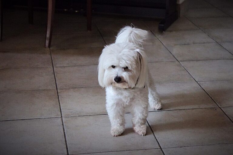 Coton_de_Tuléar