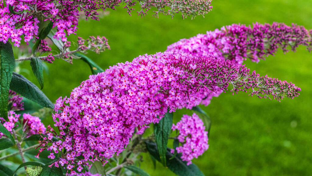 Summer lilac, butterfly-bush, or orange eye, is widely used as an ornamental plant. And you can decorate your walls in own house with a large picture of this beautiful plant, and even virtually feel its fragrance.