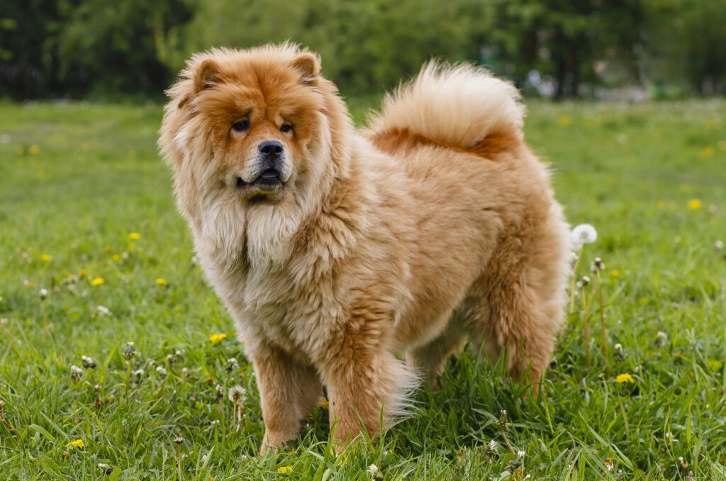 cute fluffy dog
