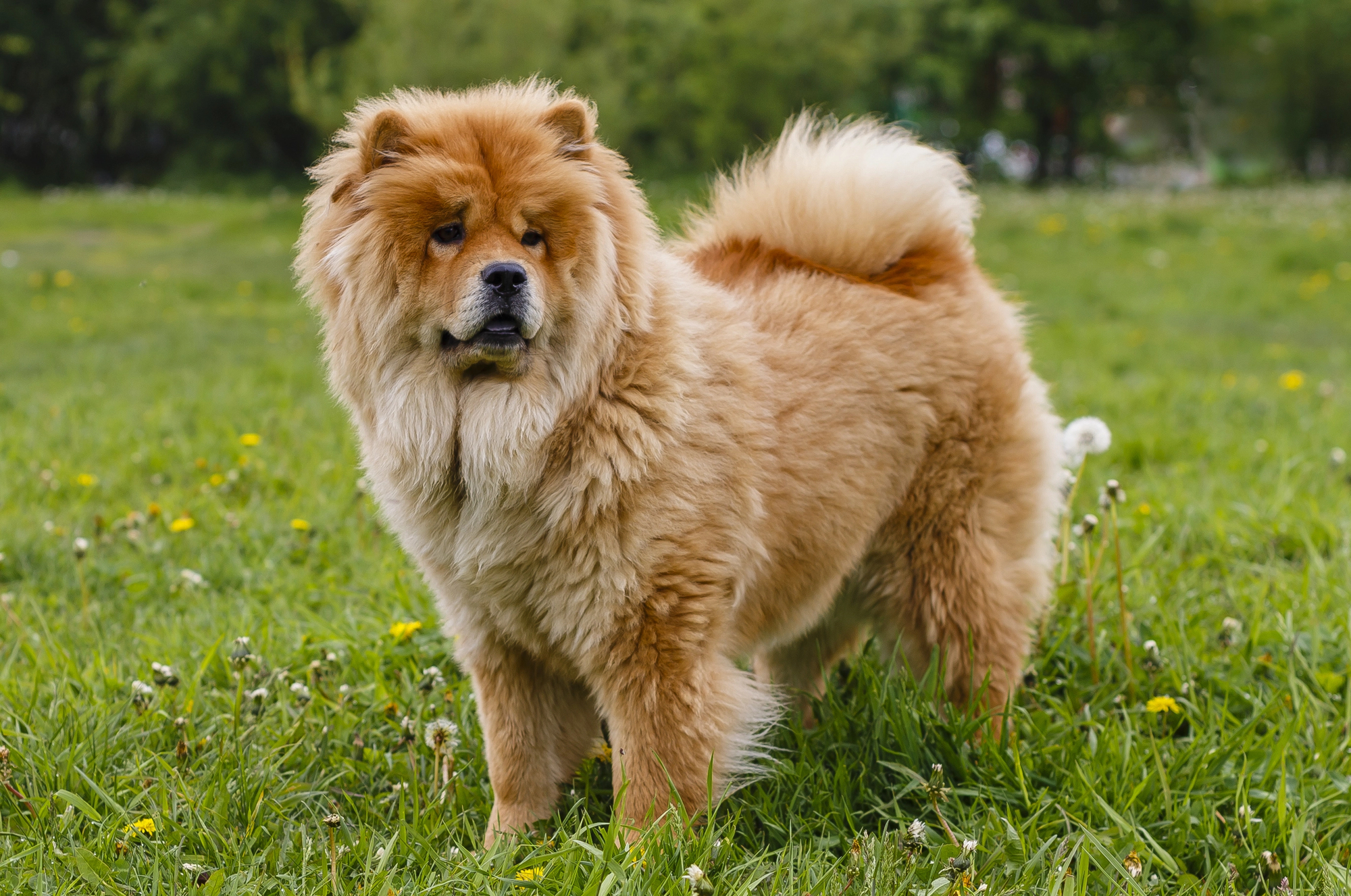 cute fluffy dog