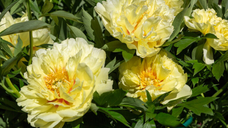 peony