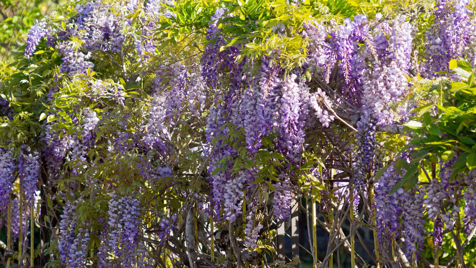 wisteria