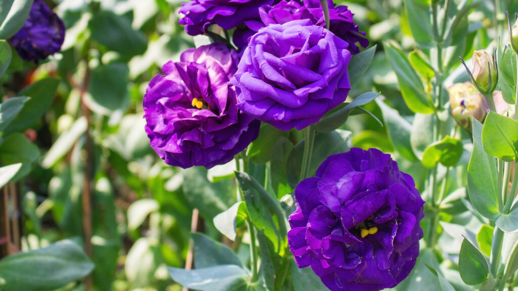 Purple Lisianthus garden with green leaves is a blooming flower natural theme.