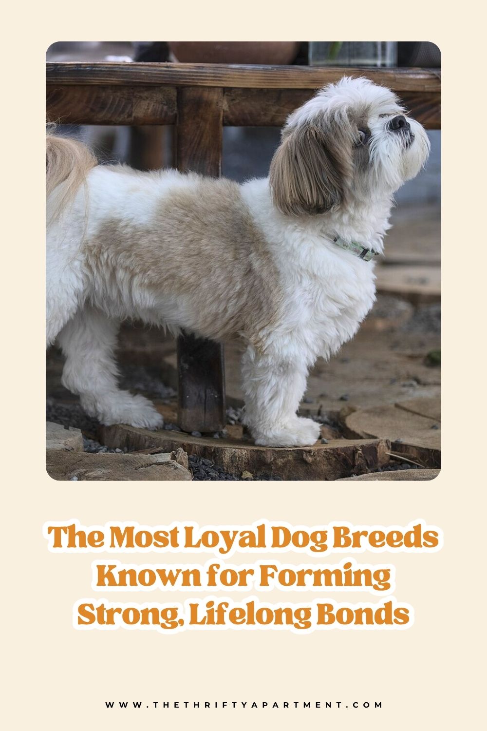 The Most Loyal Dog Breeds Known for Forming Strong, Lifelong Bonds