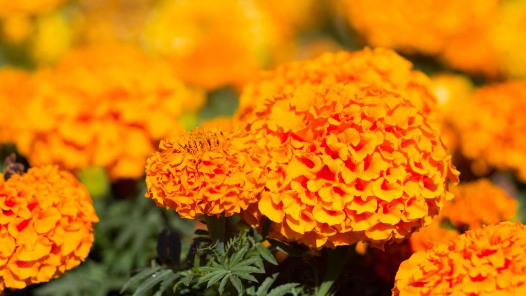 african marigold
