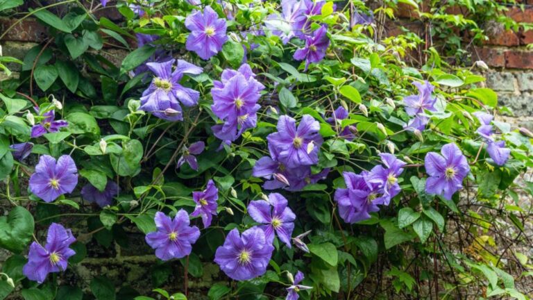 15 Climbing Plants to Cover Your Fences, Arbors, and Pergolas