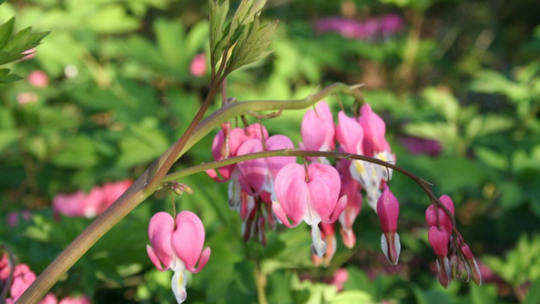 Perennial Flowers That Pop Up Every Blooming Season