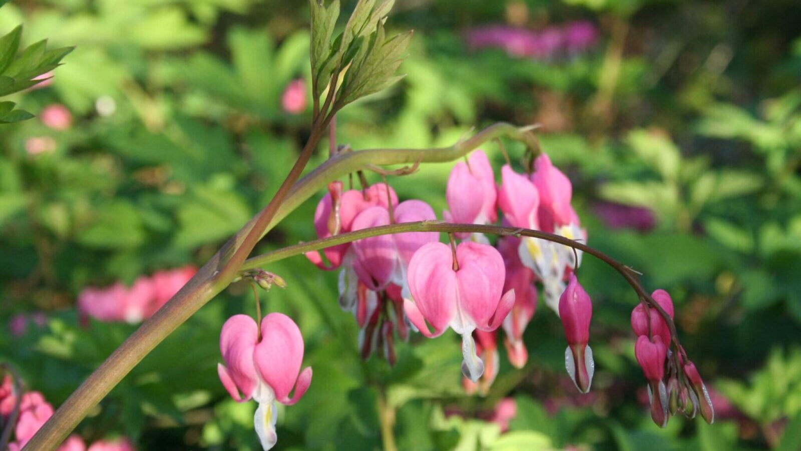Perennial Flowers That Pop Up Every Blooming Season