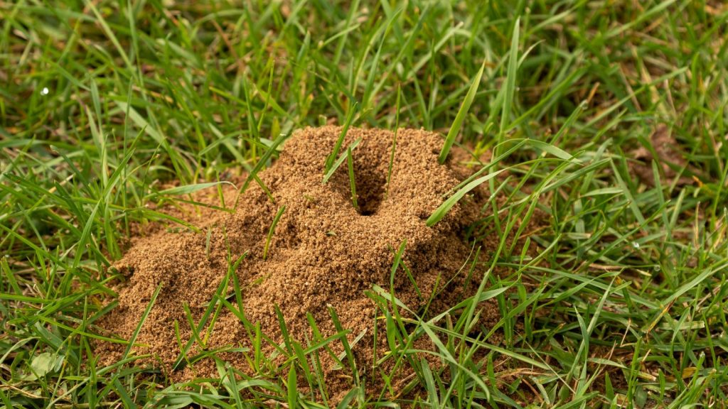 How to Get Rid of Massive Ant Hills in Your Yard