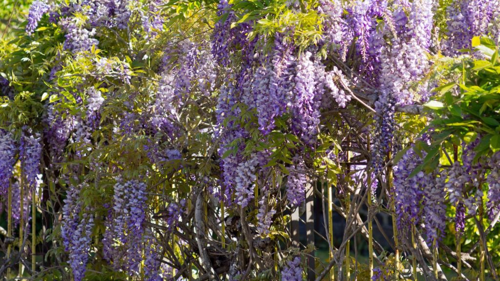 Wisteria
