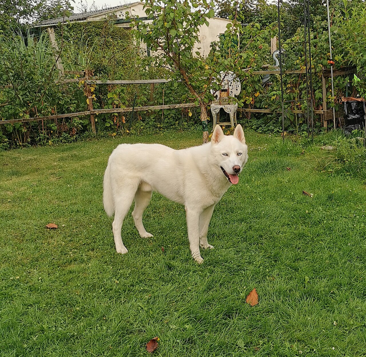 Siberian Husky