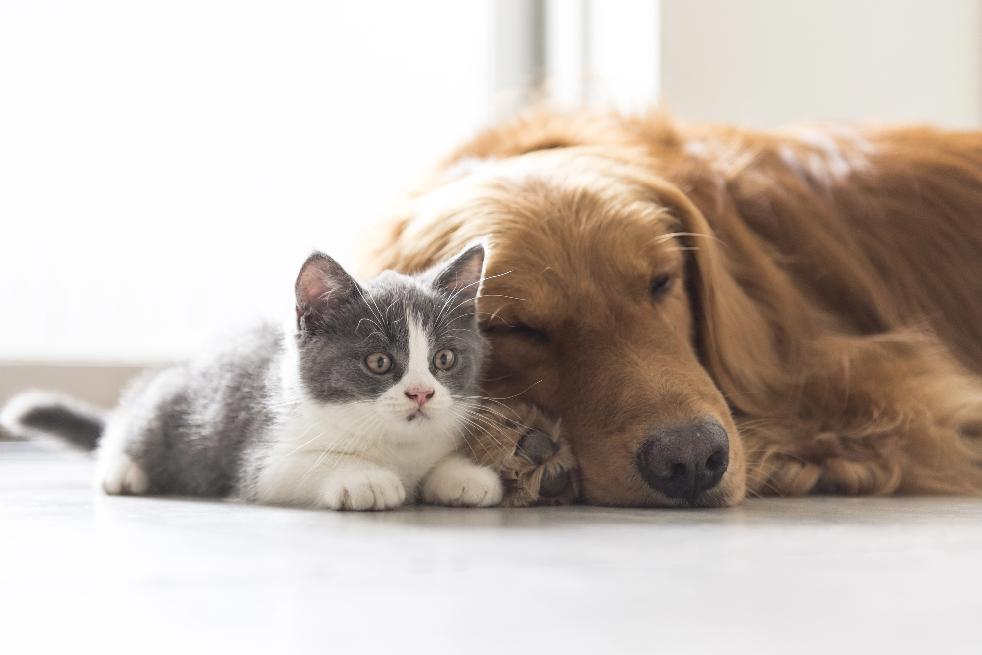 dog and cats
