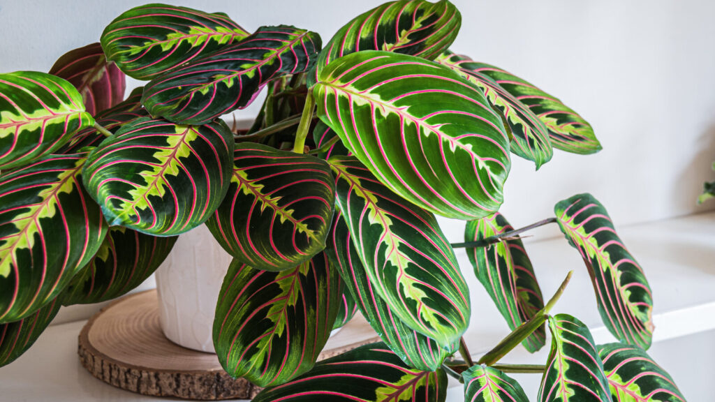 prayer plant