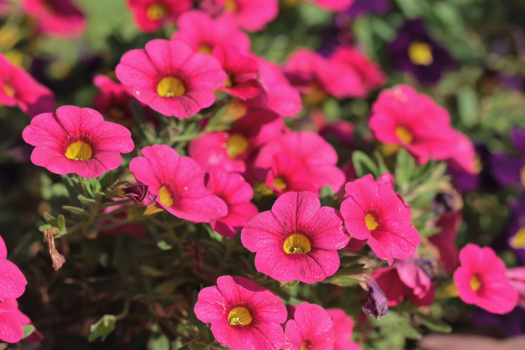 Calibrachoa or bell flower, Flower of a cultivated Million bel &mdash; P