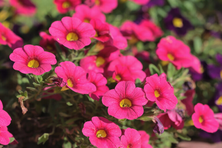 Calibrachoa or bell flower, Flower of a cultivated Million bel — P