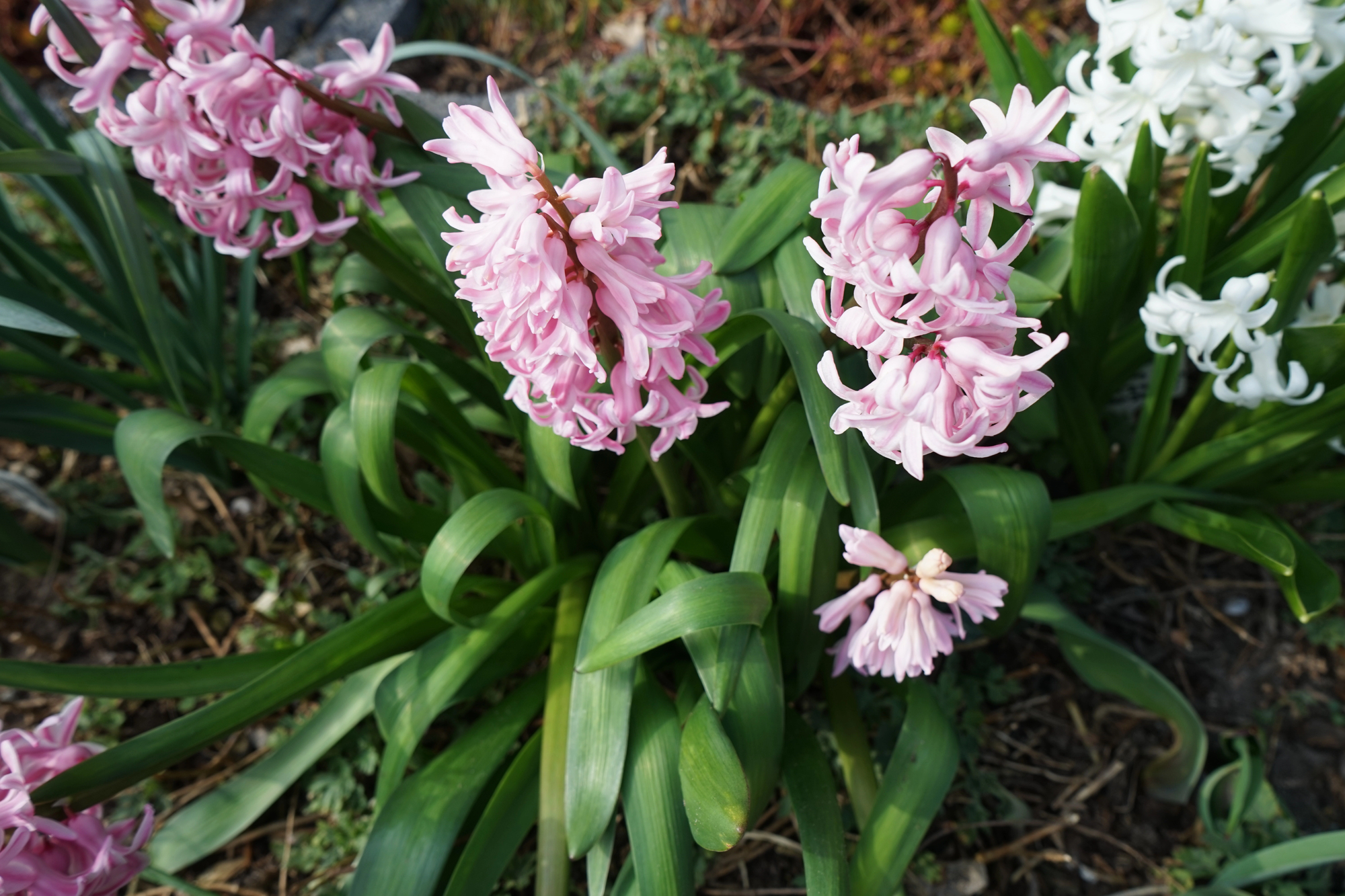 Flowering plants