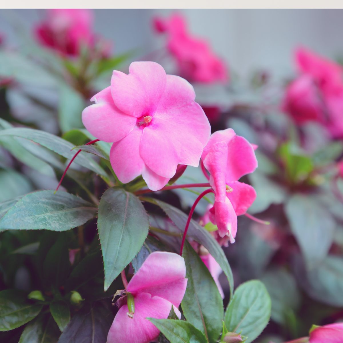 Do Not Plant These in Summer—They’ll Wilt, Burn, or Die Before the Season Ends
