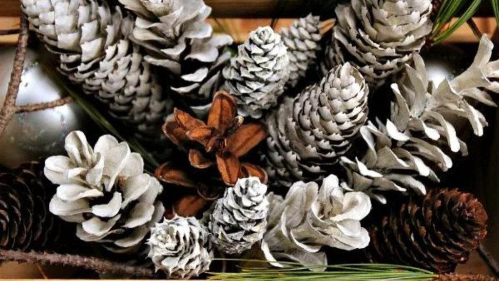 bleached pine cones