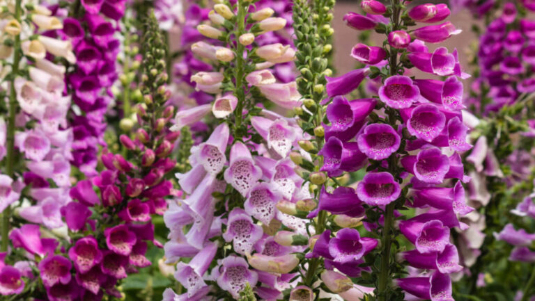 cluster of pink and purple flowers of Foxglove from the plant family of Digitalis