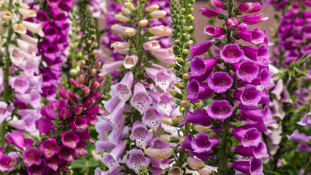 cluster of pink and purple flowers of Foxglove from the plant family of Digitalis