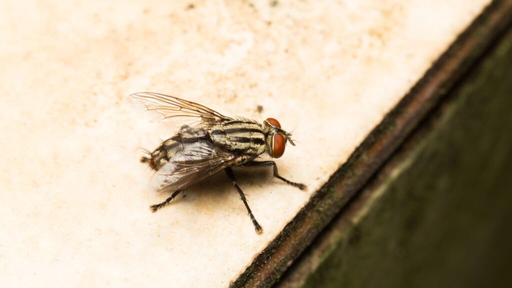 fly