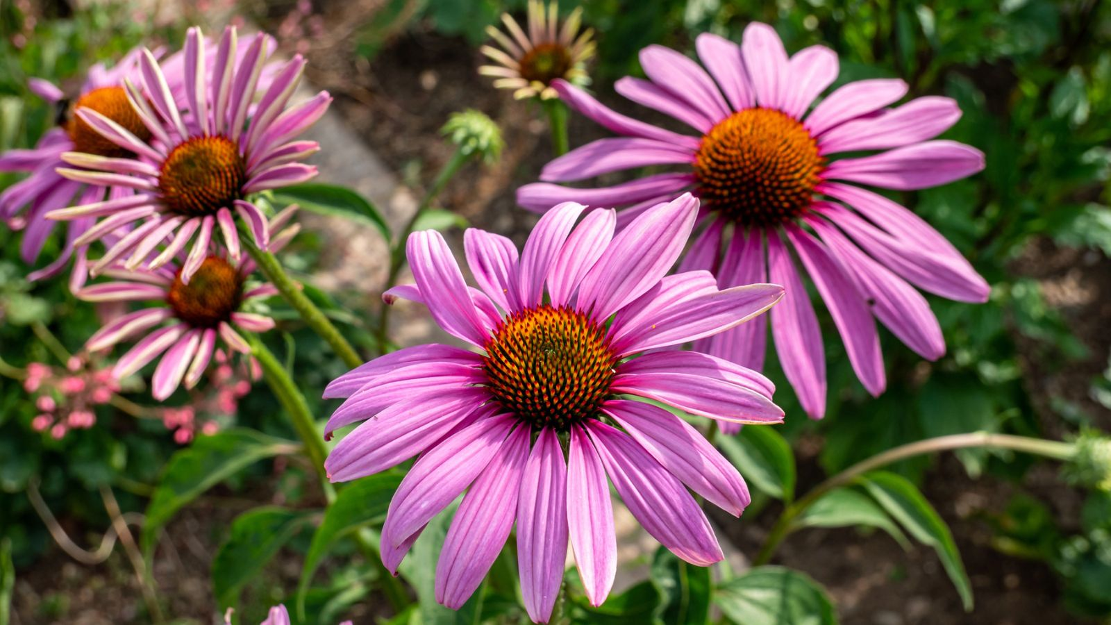 15 Easy Flowers That Practically Grow Themselves Year After Year