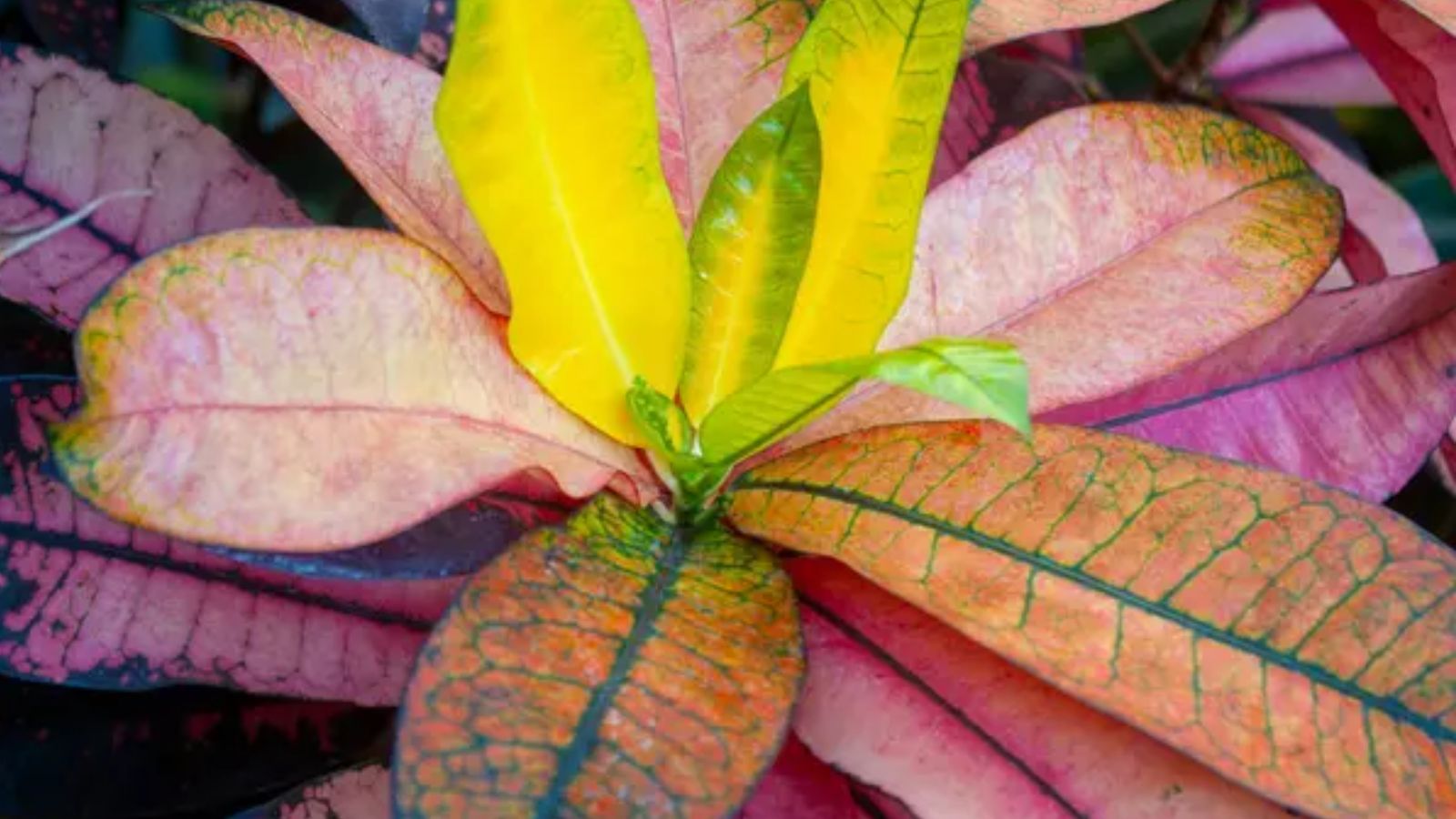 rainbow croton