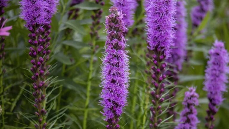 Want to See More Hummingbirds? These Garden Flowers Are a Great Place to Start