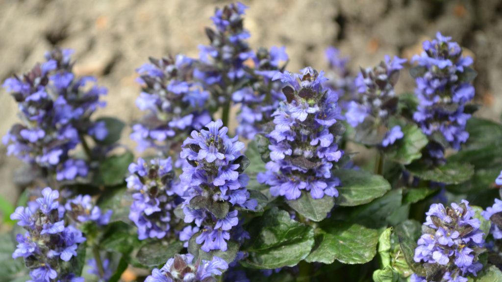 Green leaves, bushes, carpet. Gardening. Home garden, flower bed. Ajuga reptans. Perennial herbaceous plant. Honey plant. Blue inflorescences, pleasant smell