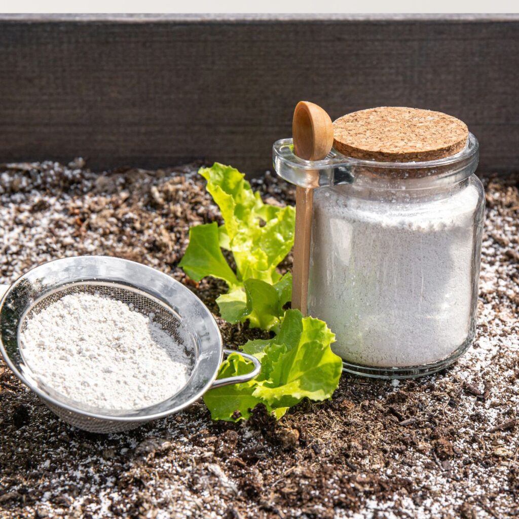 Diatomaceous Earth 1
