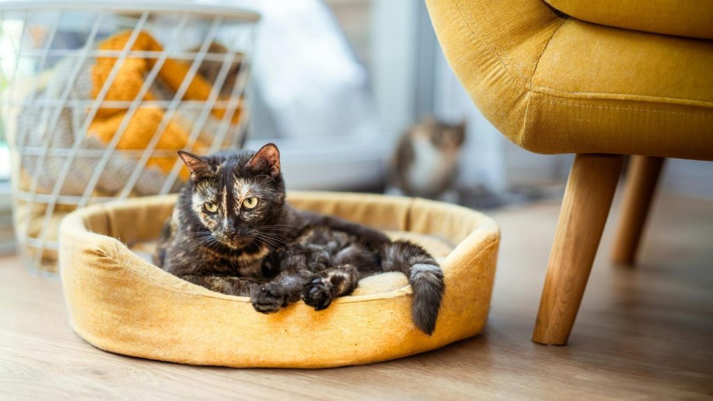 12 Brilliant Uses for Dryer Lint You’ve Never Considered