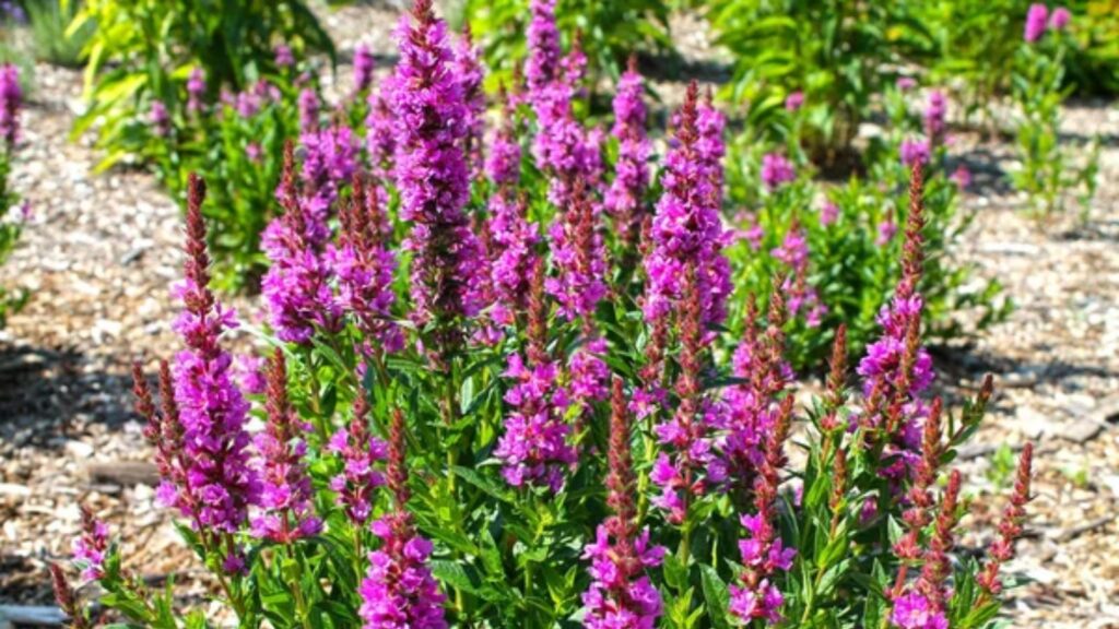 Purple Loosestrife (Lythrum salicaria)