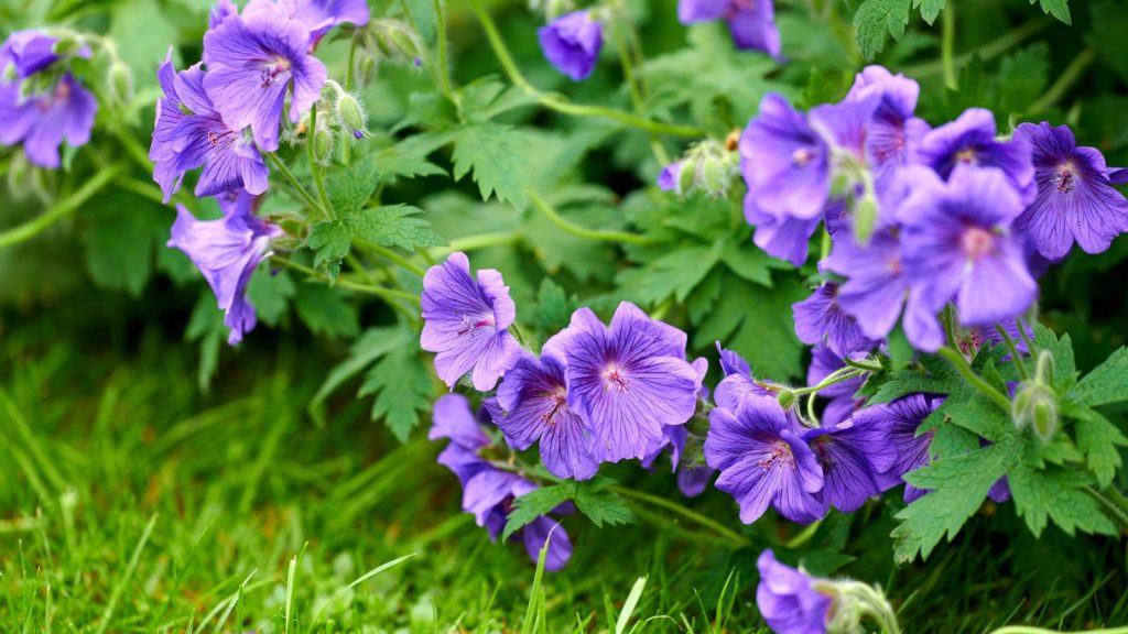 geraniums