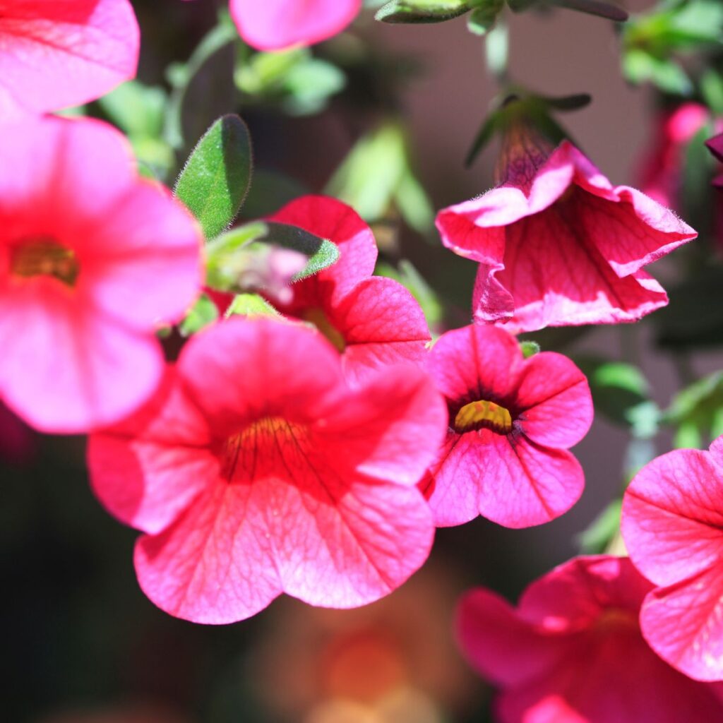 beautiful Million Bells