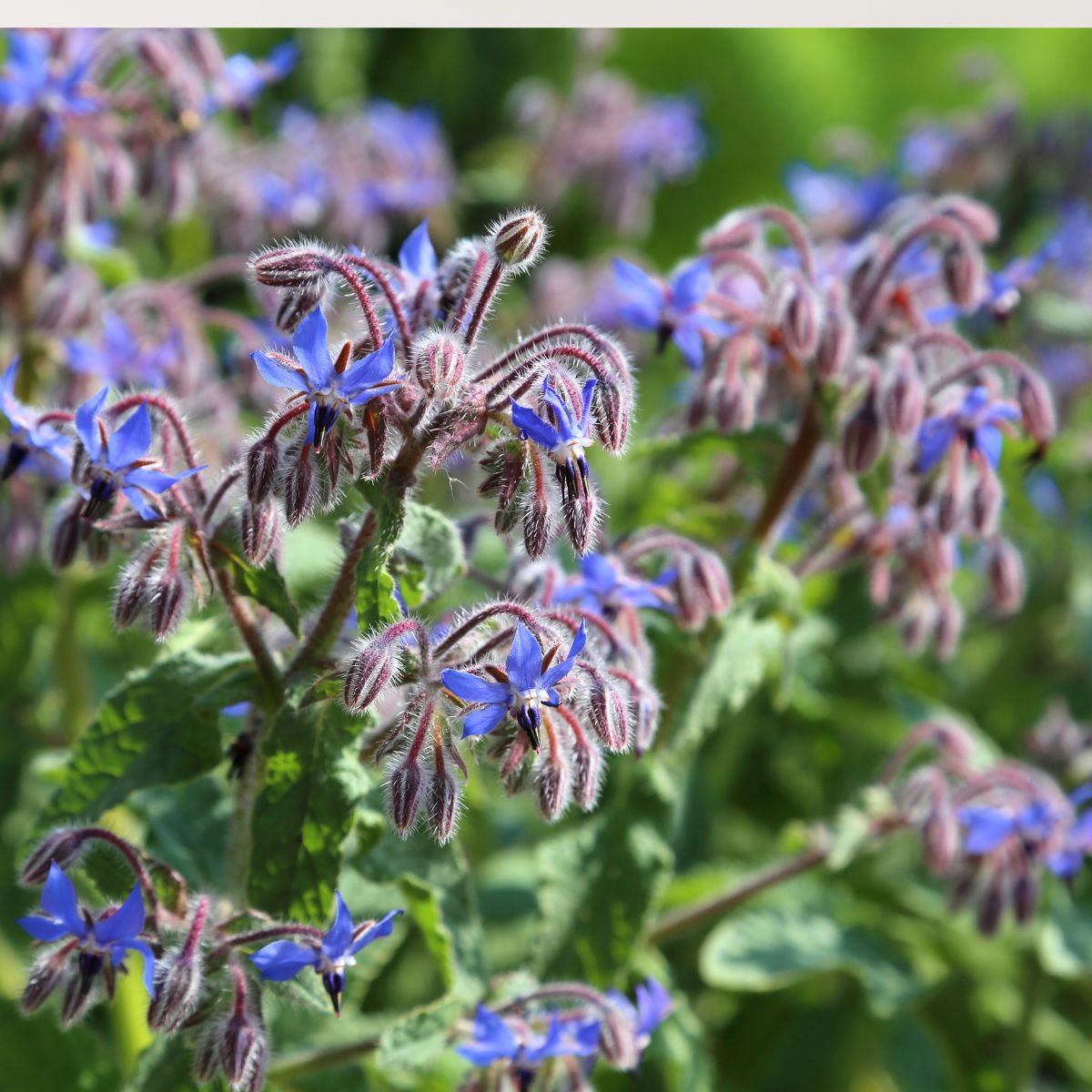 Plant These 11 Things Near Your Tomatoes for a Better Harvest