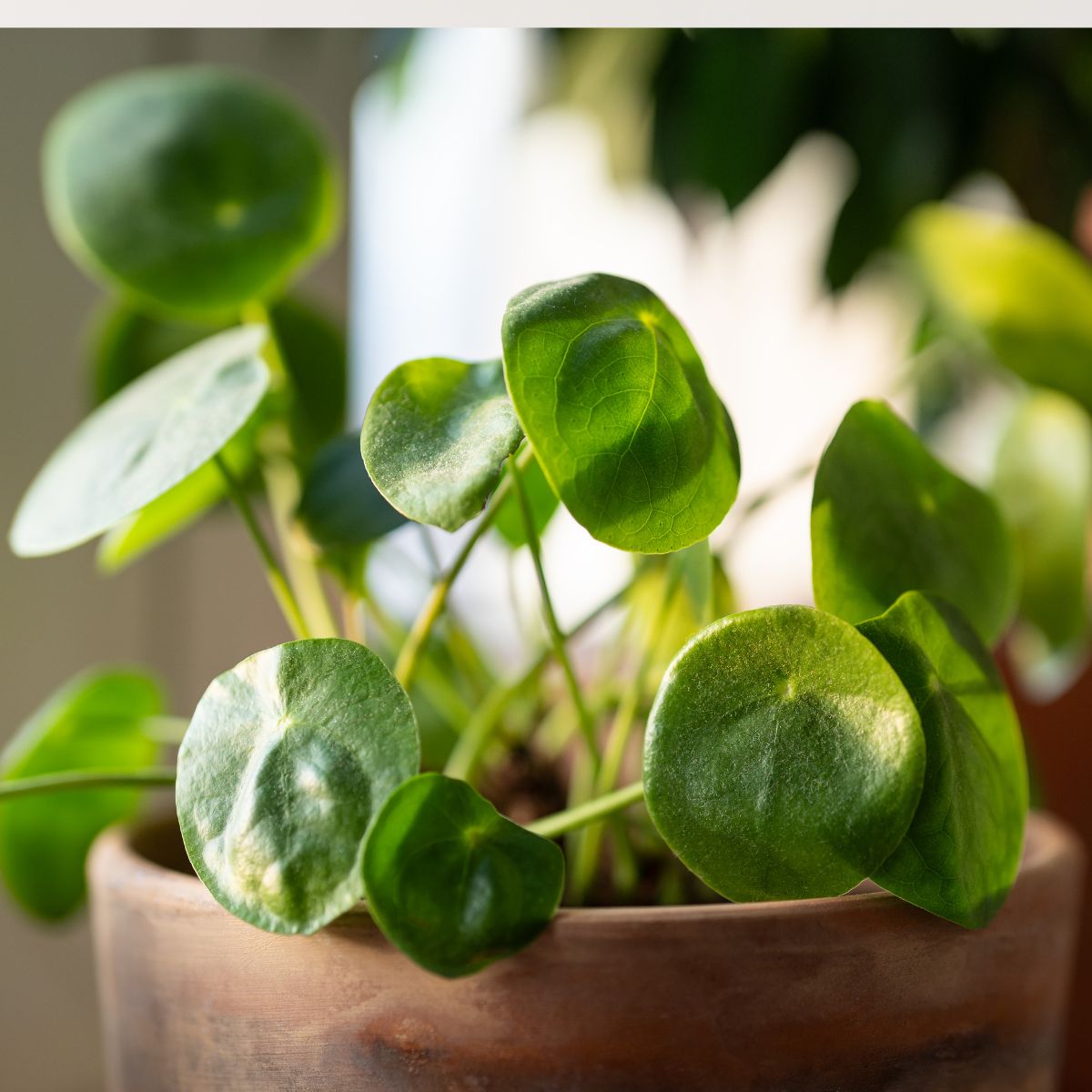 13 Houseplants That Thrive on Neglect